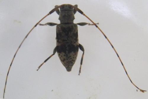Réf. 213 070 : Leiopus femoratus